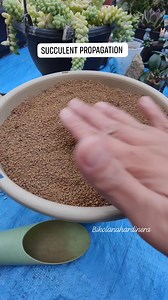 389K views · 10K reactions | Sedum Morganianum "Burros tail" Propagation 殺 #bikolanahardinera #succulents #plantita #burrostail #succulentpropagation #succulentsofinstagram #homegarden #plantsmakepeoplehappy #garden #plantsofinstagram | Bikolanahardinera | Facebook