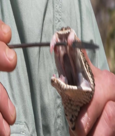 TierZooshort on TikTok