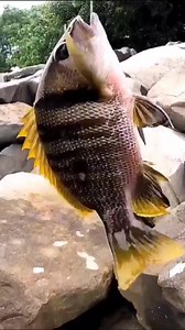 14K views · 311 reactions | Katanya ini ikan mahal!! #ikanmahal #ikanspesial | ARIE Kalbar | Facebook