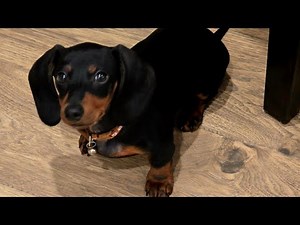 Mini dachshund puppy Ace uses his nose for just about everything #dachshund #puppy #shortvideo