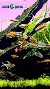 45K views · 844 reactions | Aqua Rebell  Phenacogrammus aurantiacus...