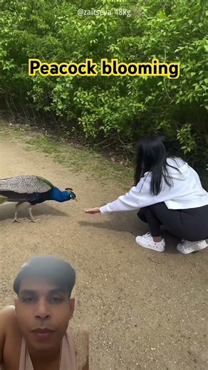 Girl’s Dream Comes True: Peacock Opens Stunning Feathers Dance! 🦚✨#peacockdance #superhappy #shorts