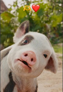 Moana Pua Cute Moment — Watch Pua in Theaters July 10