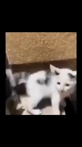 4.5K views · 90 reactions | Visual Company on Reels | Facebook