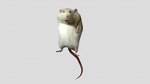 robert the fat rat - Download Free 3D model by bean(alwayshasbean) (@alwayshasbean)