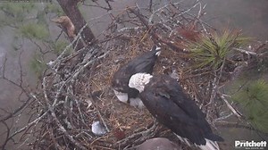 23K views · 1.1K reactions | 12 28 2025 Family moment 殺 Courtesy of Dick Pritchett and SWFL Eagle cam To view the cams with chat here is the link : https://dickpritchettrealestate.com/southwest-florida-eagle-cam/ YouTube Cam 1 https://www.youtube.com/watch?v=OHpCOg2u3GY YouTube Cam 2 https://www.youtube.com/watch?v=-DjsGvpbzOs YouTube Pond cam https://www.youtube.com/watch?v=HFyn4WKEKrw | MLiz Photos | Facebook