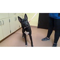 Cookeville, TN - Labrador Retriever/Catahoula Leopard Dog. Meet SMOKEY a Pet for Adoption - AdoptaPet.com