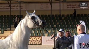 🌟 Saudi Breeders Cup - 2nd Edition: WAJEEH ATHBAH, A Grey Maestro Conquers the Stallions 7 Years Old Class! 🏆 "In the tale of time, WAJEEH ATHBAH emerges as a grey maestro, each stride a poetic stanza in the epic of Arabian legacy." Majesty in maturity! WAJEEH ATHBAH, born on 23/03/2014, takes the spotlight with a total score of 91.55, leading the way in the Stallions 7 Years Old Class (Class 10) at the Saudi Breeders Cup - 2nd Edition. 🌹 Maestro in Motion: WAJEEH ATHBAH, a grey maestro, epit