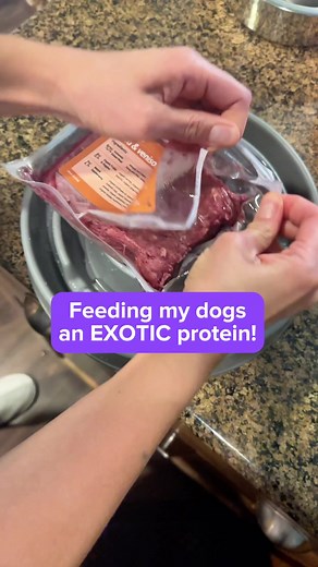Do you have a picky pup?👀 More about this new food in the comments | Rachel Fusaro