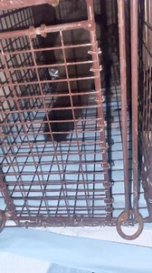 Every cat is pregnant! Go trap! This one will never have or make babies. | Eileen Wolkowitz