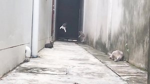 130K views · 323 shares | Ninja Cat - RUN Music - Very Funny | Animals Funny | Facebook