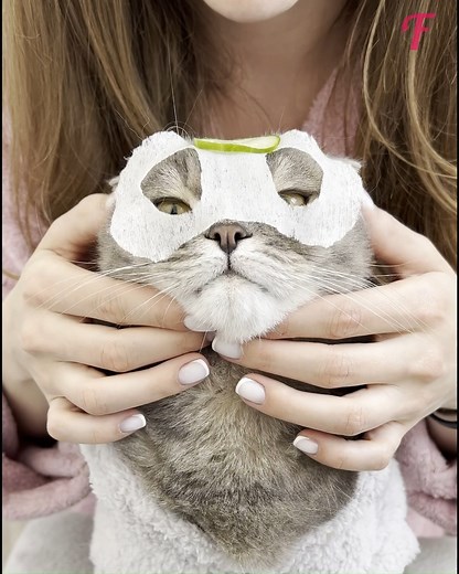 A day of luxury and indulgence with feline best friend #catlover #catlife #funnyvideos #NYC | Fabiosa Australia