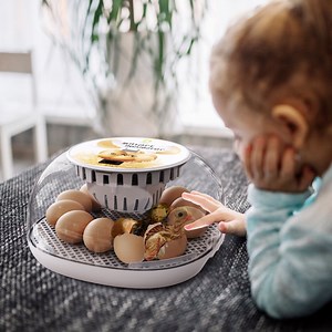 [Hot Item] Hhd Mini Poultry Egg Incubator for Hatching Machine