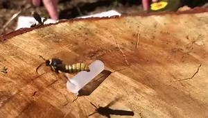 1.6K views · 43 reactions | The best mimic award goes to this MOTH! Nope, it’s not a hornet or a wasp! This moth is called a Lunar Hornet Clearwing Moth. We set up an artificial female perfume called a pheromone to attract this male. Did you know that the caterpillars feed on willow for two years before emerging into this stunning mimic? Come to our free daily moth trapping sessions to see some more fascinating species: https://buff.ly/3PE3KaT | WWT Martin Mere Wetland Centre | Facebook