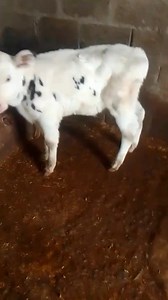 #SOLD_OUT Yateem Male calf 32days male calf Location sumbal arompora Bandipora #reelsfacebook #love #america #outdoors #destacar #floorplan #midwest #bhagavadgita | Land of Kashmir