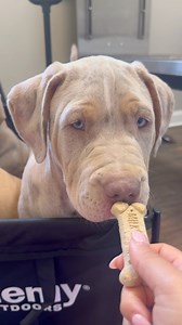 This adorable puppy said "no thanks" to treats 😂🤍 #xlbullypuppy #xlamericanbully #merle | Jungle Bully Kennels