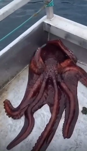 5K views · 300 reactions | Big octupus small hole #fyp #viral #octopus | Sheepepepe | Facebook