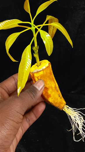 78K views · 889 reactions | Growing mango tree from mango branch | Dian Creative | Facebook