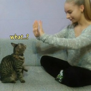 What a talented kitty! | Rainbow Bridge