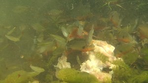 Have you ever seen a REAL Piranha feeding frenzy? Well, now you have! | Fluval