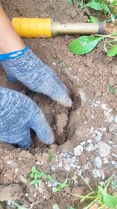 Very lucky find | GO finder