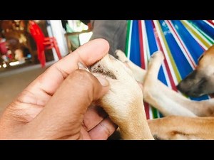 Gentle Flea Removal for a Clean & Comfortable Dog 🐶✨