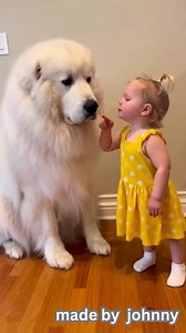 5.6K views · 219 reactions | You have to listen to her adorable list of rules! This tiny boss is giving serious instructions to her giant, gentle Great Pyrenees. The loving hug at the end shows who's really in charge of this massive companion. Best friends!  #GreatPyrenees #GentleGiant #ToddlerLife #BigDog #BabyAndDog #DogInstructions #CuteAnimals #BestFriends | Made By Johnny | Facebook