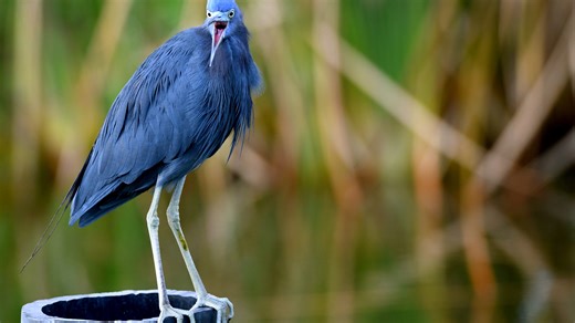Here's latest on reopening of Viera Wetlands, plus bird-spotting contest with cash prizes
