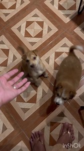 Nag selos na sila sa Aso😅 mas sosyal daw | Ai French