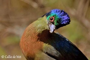 Purple crested turaco - Alchetron, The Free Social Encyclopedia