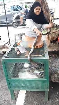 Angry cobra snake #shorts