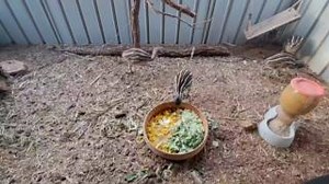 7.5K views · 266 reactions | Emu Chicks Thriving in Care  WIRES...