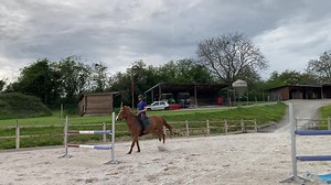🔵À vendre🔵 Hongre sf par luigi d’Amaury Né en 2012 1,70m Cheval polyvalent, ne regarde rien, va en extérieur, pour cavalier amateur. Idéal passage BPJEPS Renseignements et essai au 0788009480 | Filmes Para Você