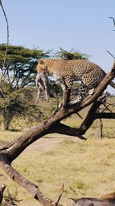 Leopard cub receives piglet from mother. Leopard snatches a young piglet from adult warthog parents and takes it to her cub who was hiding in a riverbed. #africa #leopard #cub #safari #leopardsnatcheswarthogpiglet #adrianbantich | Adrian Bantich