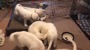 We had our first treats today. Wow these are AWESOME!!! Gimmie gimmie gimmie! | The Puppy House