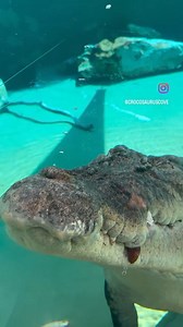2.3K views · 31 reactions | Zero stress on a Monday over here from our boy Daly. 﫧 | Crocosaurus Cove Darwin | Facebook