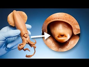 How Do Squids Move Around?