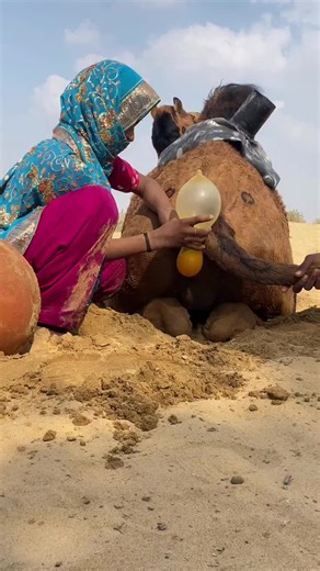 funniest camel #camel #sheep #goa