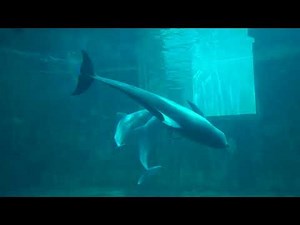 Star and Squirt meet Izzy and Hope!