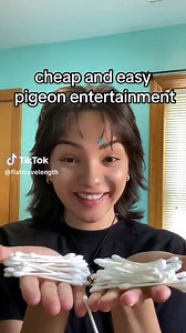 Pigeon Sitting on Eggs: A Heartwarming Scene