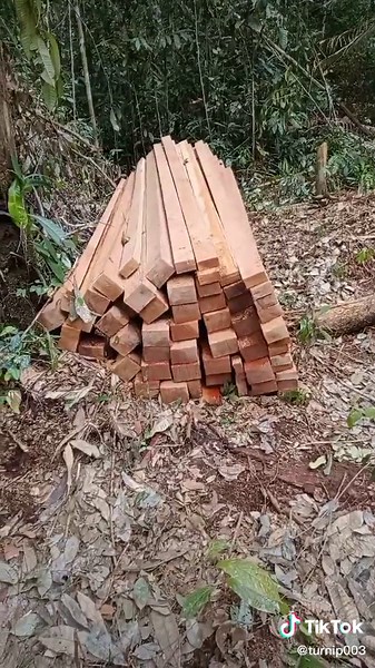 Monkeys Playfully Explore a Dense Forest Environment