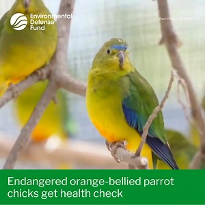 33 reactions |  Newly released footage showed critically endangered...