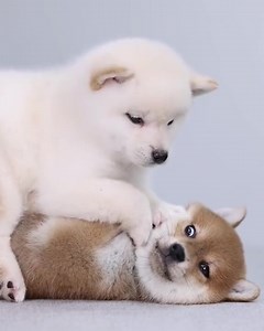 11K views · 844 reactions | So adorable | Shiba Inu Overload | Facebook