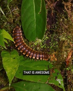 10K views · 163 reactions | Found A Python Millipede! | Brave Wilderness | Facebook