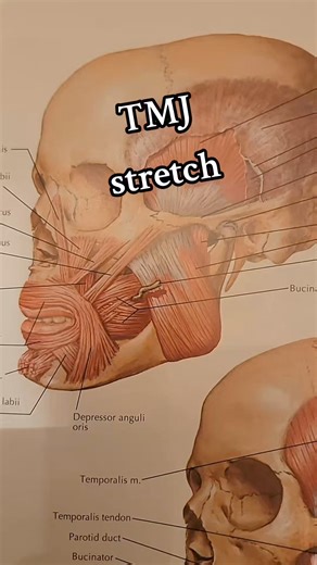 🔴TMJ stretch. This feels good to stretch diagonally away and can serve as some nice mobility for this joint. This is not for treatment for your specific case for that you should see your provider. This is merely a demonstration on a stretch to this area. #tmj #tmjstretch #muscle #stretch #mobility #chiropractor | Bannockburn Chiropractic & Physical Therapy