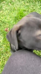 Wags Rescue & Referral on Reels | Facebook