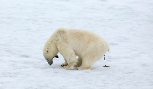 Do Polar Bears Scream When They Poop? [Mythbusting]