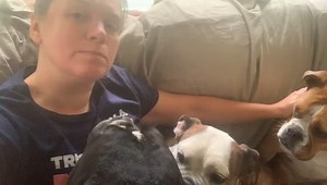 Soon to be adoptable bonded pair Tyson and Haley just wanna snuggle with their foster mama! | Chicago English Bulldog Rescue, Inc.
