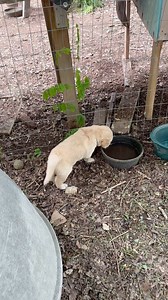 🦮Puppy homeschool activity today at Winterpast Farm: 💦water play outdoors in the Puppy Play Yard. Chewing sticks, a visit from Dad HENRY, following Mom around, trying the ramp, snuggling with farm visitors made for an exhausting day. The pups are sound asleep. When they fall asleep Farmer Mary transfers them to dog beds in crates with doors wide open. This way they get early positive experience with crates as a cozy place. 🐰🦆🐥🐣🐛🦋🐞🐓🦮🐇🦚🦔Winterpast Farm in Wake Forest is OPEN ‼️New en