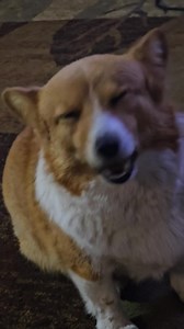 Cheeseburger ice-cream! | Twin Bridges Kennels | Facebook